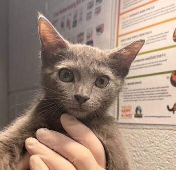 Lisa Marie -  Domestic Short Hair Cat for Adoption in Golden, Colorado - Lisa Marie | PetCurious