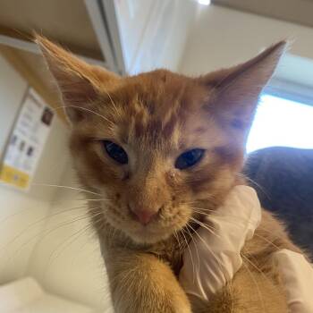 Red Rocks (26-3T-1) -  Domestic Short Hair Cat for Adoption in Rifle, Colorado - Red Rocks (26-3T-1) | PetCurious