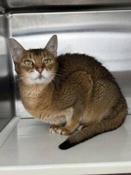 Abyssinian and Domestic Short Hair Cats Available for Adoption in Fort Worth, Texas - Shelby | PetCurious