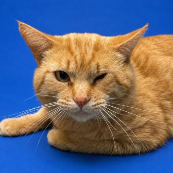 Domestic Short Hair Cats Available for Adoption in Riverside, California - Pirate | PetCurious