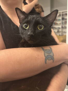 Rescue Domestic Short Hair Cats for Adoption in Camden, South Carolina - Matriarch (Available For Pre-adoption) | PetCurious