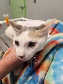 Fantasia -  Domestic Short Hair Cat for Adoption in Bloomington, Indiana - Fantasia | PetCurious