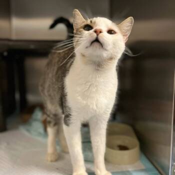 Rescue Domestic Short Hair Cats for Adoption in Marshall, Virginia - Toe Beans | PetCurious