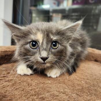 Domestic Medium Hair Cats Available for Adoption in Liberty, Missouri - Abbie | PetCurious