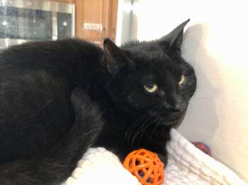 Domestic Short Hair Cats Available for Adoption - Sherlock Holmes | PetCurious