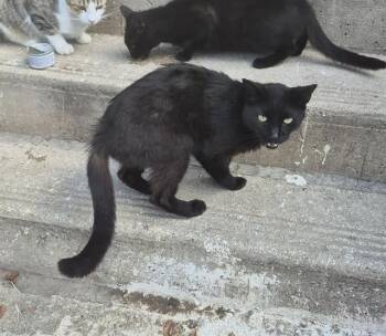 CUDDLES -  Domestic Short Hair Cat for Adoption in San Antonio, Texas - CUDDLES | PetCurious