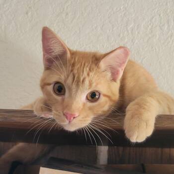 Little Red — A Ginger Boy with a Growing Confidence - Courtesy L -  Domestic Short Hair Cat for Adoption in Prescott, Arizona - Little Red — A Ginger Boy With A Growing Confidence - Courtesy L | PetCurious