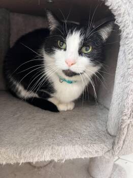 Domestic Short Hair Cats Available for Adoption in Albany, New York - Marge | PetCurious
