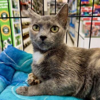 Tatiana -  Dilute Tortoiseshell and Domestic Short Hair Cat for Adoption in Knoxville, Tennessee - Tatiana | PetCurious