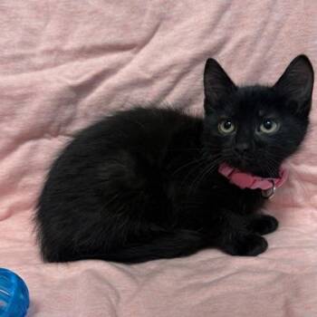 Domestic Short Hair Cats Available for Adoption in Janesville, Wisconsin - Frankie | PetCurious