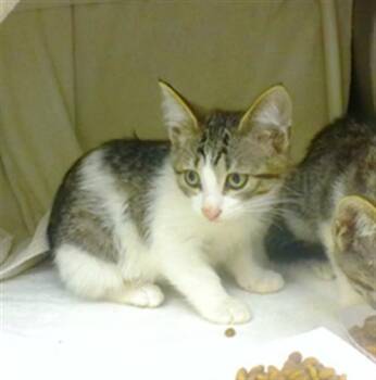 ONION -  Domestic Short Hair Cat for Adoption in Omaha, Nebraska - ONION | PetCurious