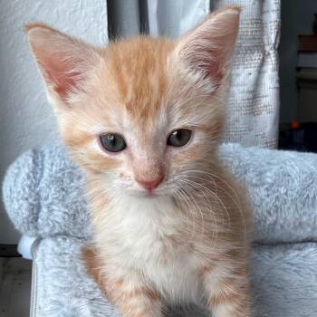 Karen 12 -  Domestic Short Hair Cat for Adoption in Austin, Texas - Karen 12 | PetCurious