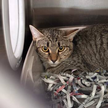 Cotton Candy -  Domestic Short Hair Cat for Adoption in Philadelphia, Pennsylvania - Cotton Candy | PetCurious
