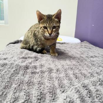 Debra -  Domestic Short Hair Cat for Adoption in Englewood, Florida - Debra | PetCurious