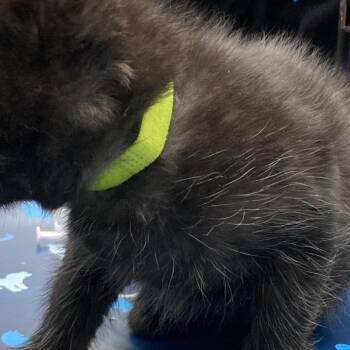 American Shorthair Cats Available for Adoption - Frida Kahlo | PetCurious