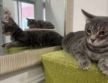 Rescue Domestic Short Hair Cats for Adoption in Whittier, California - Shorty | PetCurious