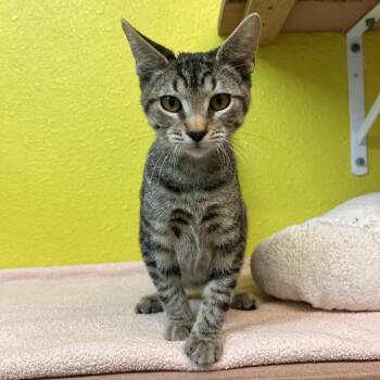 Sunday Roast -  Domestic Short Hair Cat for Adoption in Fresno, California - Sunday Roast | PetCurious
