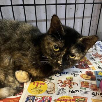 Domestic Short Hair Cats Available for Adoption - Lea | PetCurious