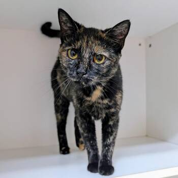 Demi -  Domestic Short Hair Cat for Adoption in Accident, Maryland - Demi | PetCurious