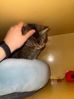 Mancos -  Domestic Short Hair Cat for Adoption in Fort Collins, Colorado - Mancos | PetCurious