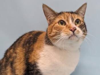 Blackberry -  Domestic Short Hair Cat for Adoption in Golden Valley, Minnesota - Blackberry | PetCurious