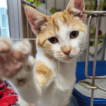 Briar -  Domestic Short Hair Cat for Adoption in West Jefferson, Ohio - Briar | PetCurious