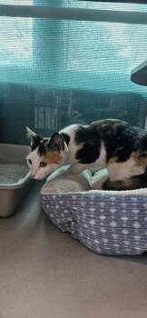 Naomi -  Domestic Short Hair Cat for Adoption in Edgewood, New Mexico - Naomi | PetCurious