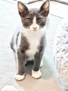 Leia -  American Shorthair and Domestic Short Hair Cat for Adoption in Richardson, Texas - Leia | PetCurious