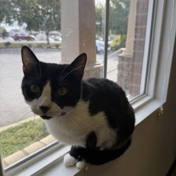 Maximillion -  Domestic Short Hair Cat for Adoption in Hendersonville, Tennessee - Maximillion | PetCurious