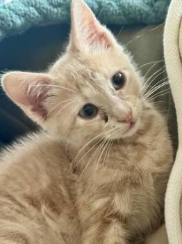 Zinnia (pre adopt) -  Domestic Short Hair Cat for Adoption in Fort Worth, Texas - Zinnia (pre Adopt) | PetCurious