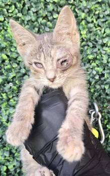Pecan Stout -  Domestic Short Hair Cat for Adoption in El Paso, Texas - Pecan Stout | PetCurious