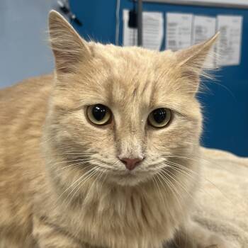 Rescue Domestic Medium Hair Cats for Adoption in Vineland, New Jersey - Buffy | PetCurious