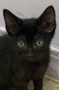 Domestic Short Hair Cats Available for Adoption in Albuquerque, New Mexico - Bruiser | PetCurious