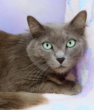 Domestic Medium Hair Cats Available for Adoption in Treasure Island, Florida - Delilah | PetCurious