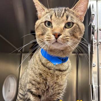 Apollo 2 -  Domestic Short Hair Cat for Adoption in Cumming, Georgia - Apollo 2 | PetCurious