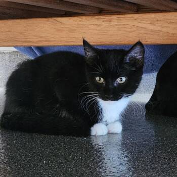 Raincoat -  Domestic Short Hair Cat for Adoption in Brockton, Massachusetts - Raincoat | PetCurious