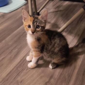 Talullah -  Domestic Short Hair Cat for Adoption in Prescott, Arizona - Talullah | PetCurious
