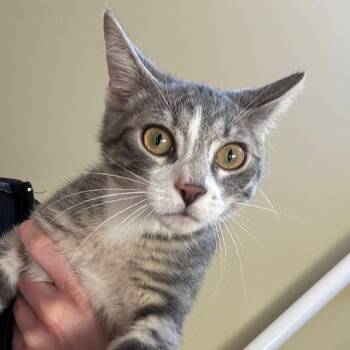 Domestic Short Hair Cats Available for Adoption in Saint Charles, Missouri - Gary | PetCurious