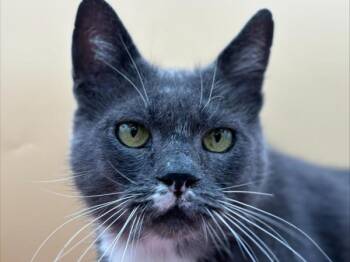 Clarence -  Domestic Short Hair Cat for Adoption in Portland, Oregon - Clarence | PetCurious