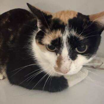 Calissa (Callie) -  Domestic Short Hair Cat for Adoption in Sarasota, Florida - Calissa (Callie) | PetCurious