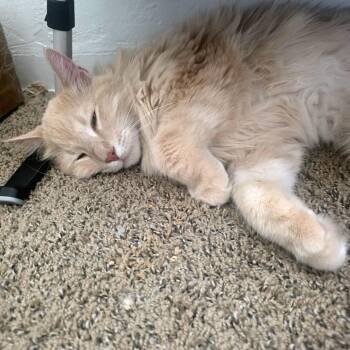 Alistair -  Domestic Medium Hair Cat for Adoption in Lakewood, California - Alistair | PetCurious