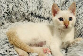 Peggy -  Siamese and Domestic Short Hair Cat for Adoption in Lenexa, Kansas - Peggy | PetCurious