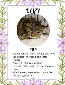 Domestic Short Hair Cats Available for Adoption - Daisy | PetCurious