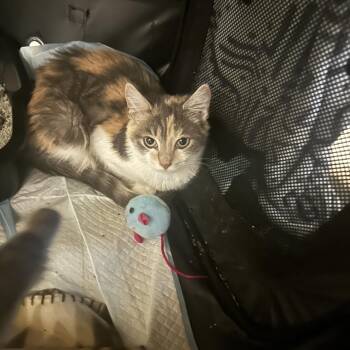 Pebbles & Maddox -  Domestic Short Hair Cat for Adoption in Ben Avon, Pennsylvania - Pebbles & Maddox | PetCurious