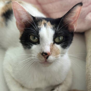 Rescue Calico and Domestic Short Hair Cats for Adoption in Houston, Texas - Hera | PetCurious
