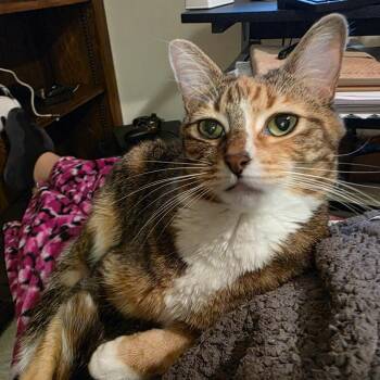 Domestic Short Hair Cats Available for Adoption in Riverside, California - Gwendolyn | PetCurious