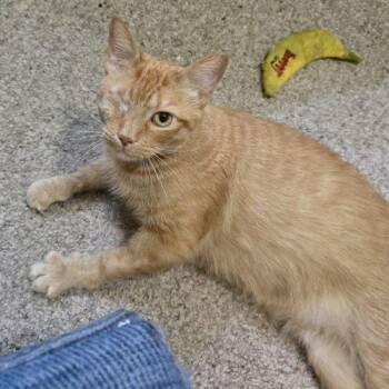 Tomcat Petty -  Tabby and Domestic Short Hair Cat for Adoption in Knoxville, Tennessee - Tomcat Petty | PetCurious