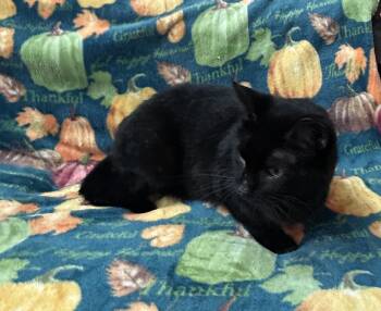Rescue Domestic Short Hair Cats for Adoption in Grove, Oklahoma - Truffle | PetCurious
