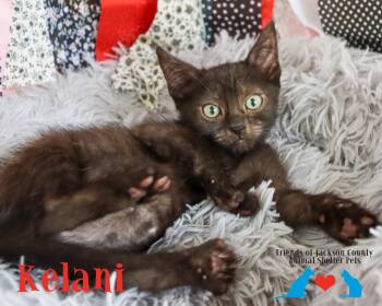 Kelani -  Domestic Short Hair Cat for Adoption in Ocean Springs, Mississippi - Kelani | PetCurious