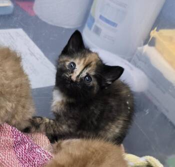 Chautauqua -  Domestic Short Hair Cat for Adoption in Evansville, Indiana - Chautauqua | PetCurious